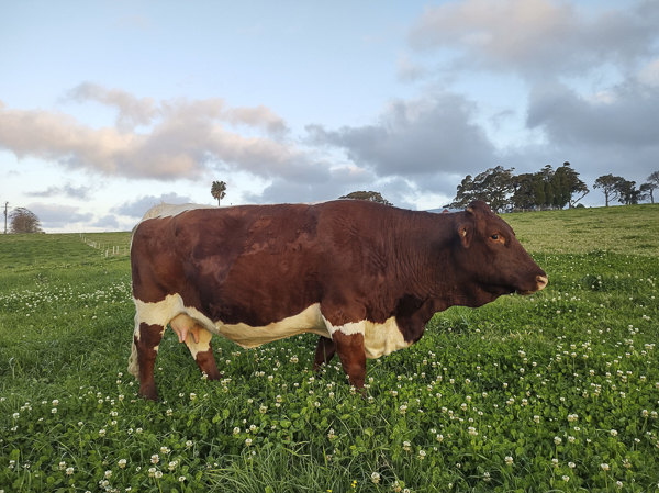 Hadwellyn Narena